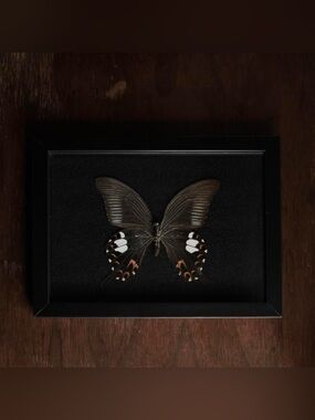 Framed Red Helen Swallowtail Butterfly Specimen